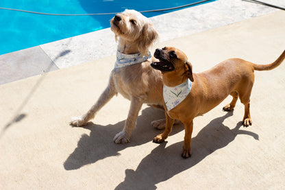 Pet Bandana