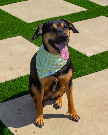 Pet Bandana