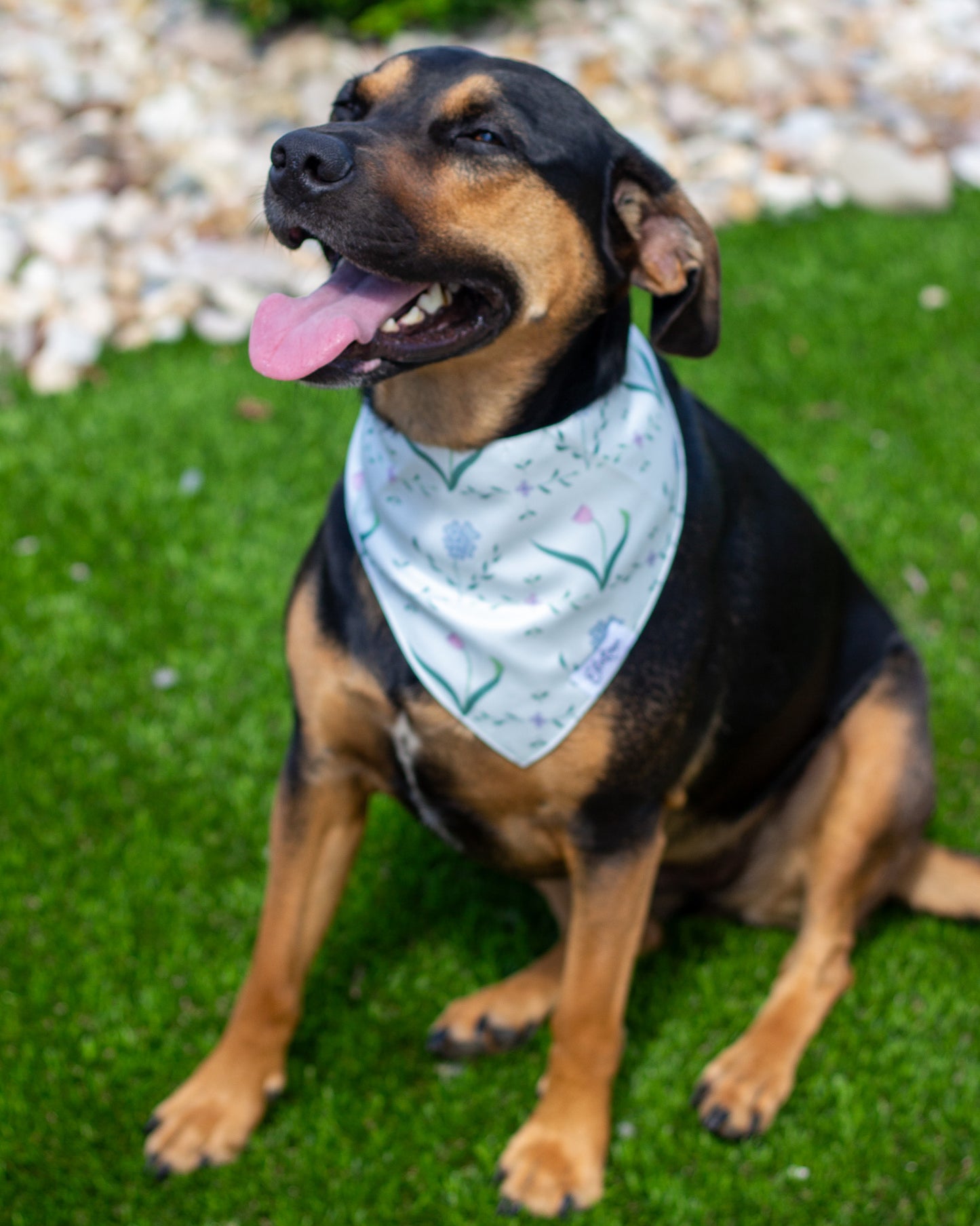 Pet Bandana
